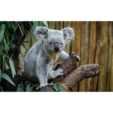 Load image into Gallery viewer, Koala - Full Drill Diamond Painting

