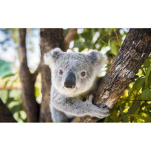 Load image into Gallery viewer, Koala - Full Drill Diamond Painting
