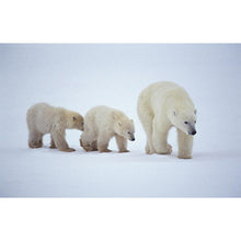 Load image into Gallery viewer, Polar Bear - Full Drill Diamond Painting
