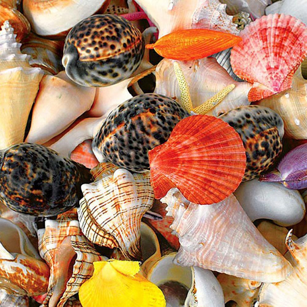 Seashell - Full Drill Diamond Painting