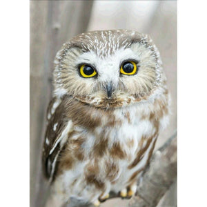 Owl - Full Drill Diamond Painting