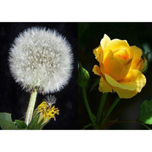 Load image into Gallery viewer, Dandelion - Full Drill Diamond Painting
