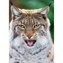 Load image into Gallery viewer, Cat - Full Drill Diamond Painting

