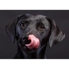 Load image into Gallery viewer, Black Dog - Full Drill Diamond Painting
