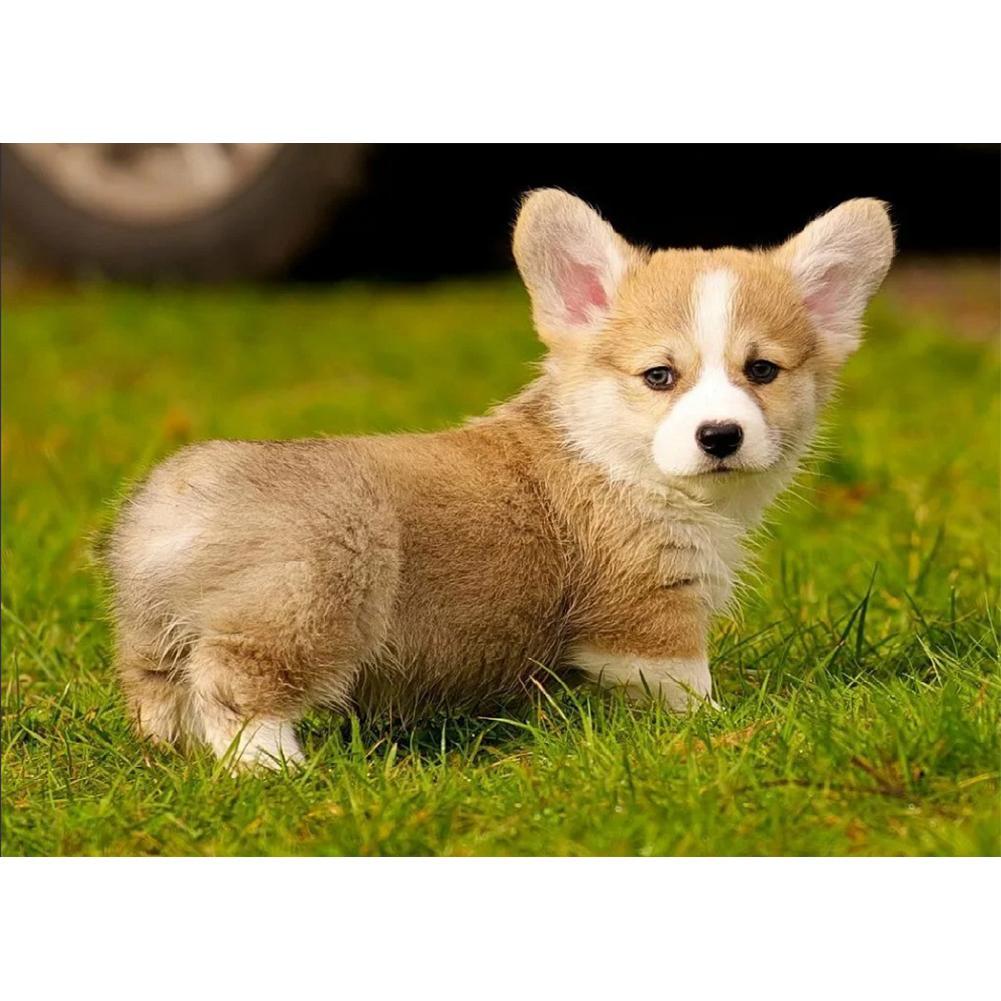 Puppy - Full Drill Diamond Painting