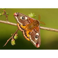Load image into Gallery viewer, Emperor Moth - Full Drill Diamond Painting
