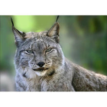 Load image into Gallery viewer, LynxAnimal - Full Drill Diamond Painting
