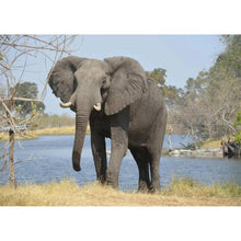Load image into Gallery viewer, Riverside Elephant - Full Drill Diamond Painting
