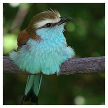 Load image into Gallery viewer, Bird Animal - Full Drill Diamond Painting
