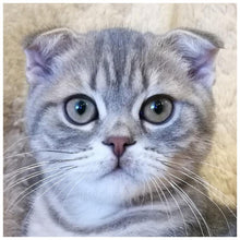 Load image into Gallery viewer, Cat - Full Drill Diamond Painting
