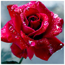 Load image into Gallery viewer, Roses - Full Drill Diamond Painting
