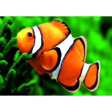 Load image into Gallery viewer, Swimming Fish - Full Drill Diamond Painting
