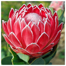 Load image into Gallery viewer, Flower - Full Drill Diamond Painting
