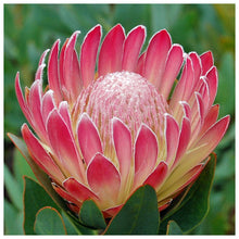 Load image into Gallery viewer, Flower - Full Drill Diamond Painting
