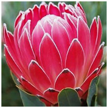 Load image into Gallery viewer, Flower - Full Drill Diamond Painting
