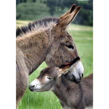 Load image into Gallery viewer, Donkey - Full Drill Diamond Painting
