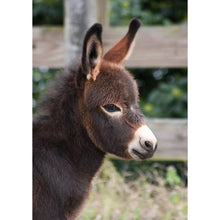 Load image into Gallery viewer, Donkey - Full Drill Diamond Painting
