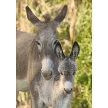 Load image into Gallery viewer, Donkey - Full Drill Diamond Painting

