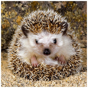 Hedgehog - Full Drill Diamond Painting