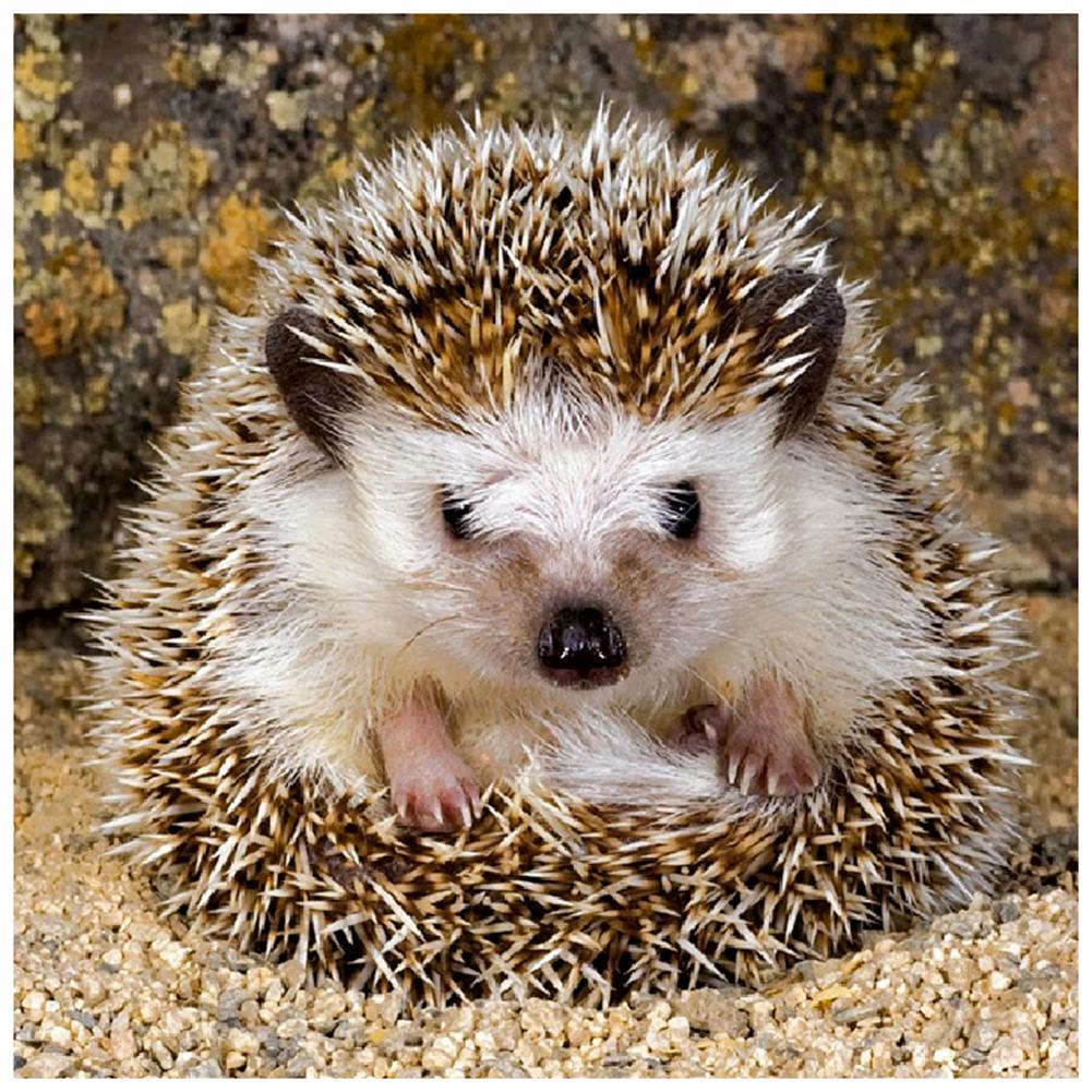 Hedgehog - Full Drill Diamond Painting