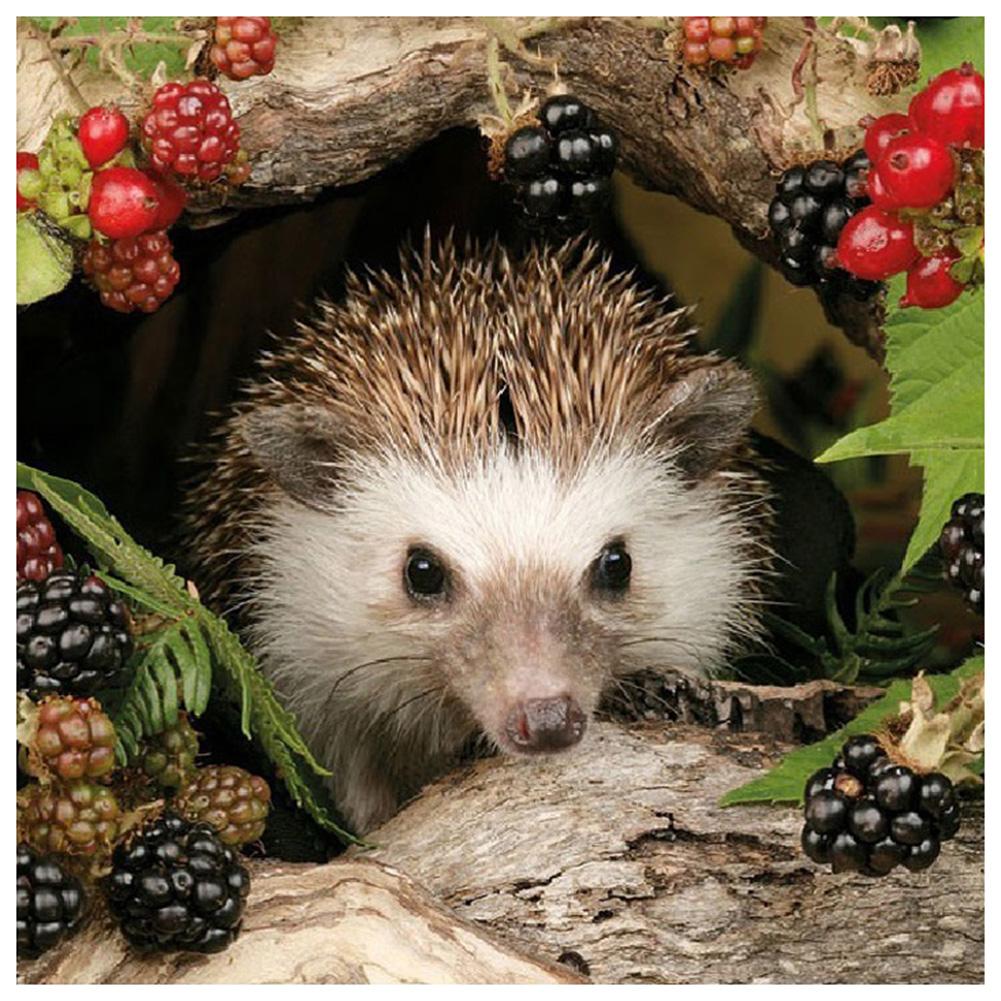 Hedgehog - Full Drill Diamond Painting