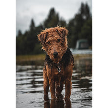 Load image into Gallery viewer, Dog - Full Drill Diamond Painting
