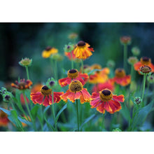 Load image into Gallery viewer, Plants - Full Drill Diamond Painting
