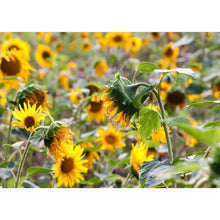 Load image into Gallery viewer, Plants - Full Drill Diamond Painting

