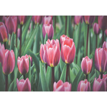 Load image into Gallery viewer, Plants - Full Drill Diamond Painting
