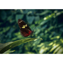 Load image into Gallery viewer, Butterfly - Full Drill Diamond Painting
