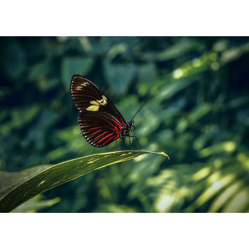 Butterfly - Full Drill Diamond Painting