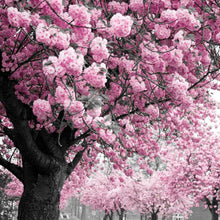 Load image into Gallery viewer, Cherry Tree - Full Drill Diamond Painting

