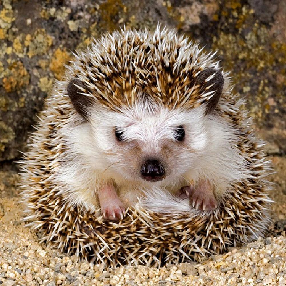 Hedgehog - Full Drill Diamond Painting