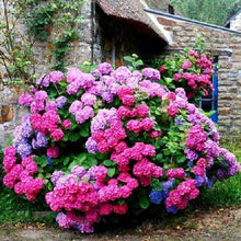 Load image into Gallery viewer, Flowers - Full Drill Diamond Painting
