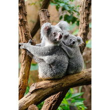 Load image into Gallery viewer, Koala - Full Drill Diamond Painting

