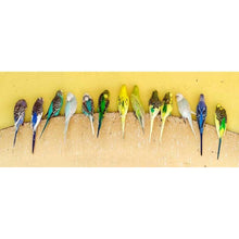Load image into Gallery viewer, Bird - Full Drill Diamond Painting - 80x30cm
