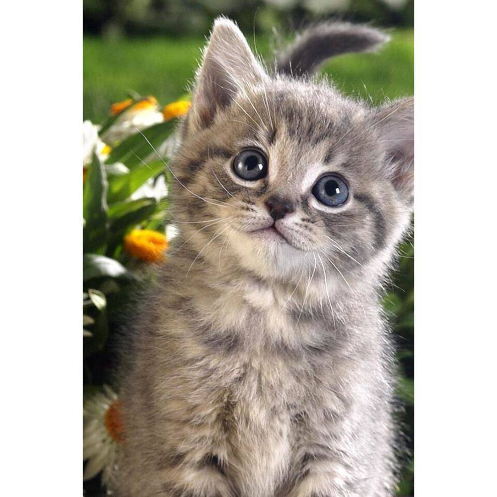 Kitten - Full Drill Diamond Painting